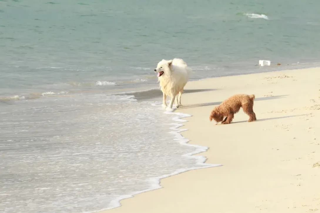 春の換毛期に備える:犬と猫のやさしいブラッシング習慣